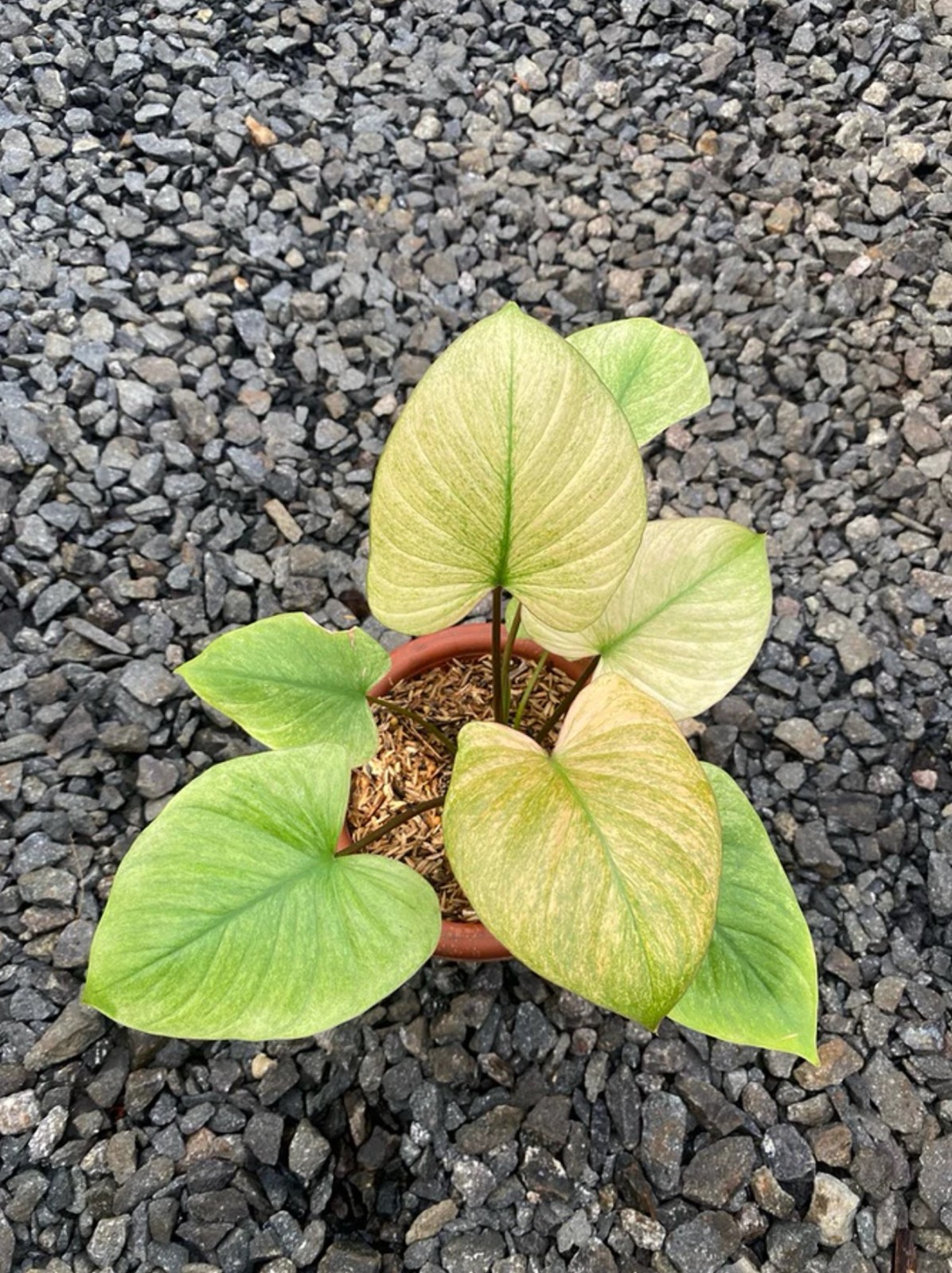 Homalomena Rubescens Mint Peach Variegated Rare Mint Peach Variegated Aroid Live