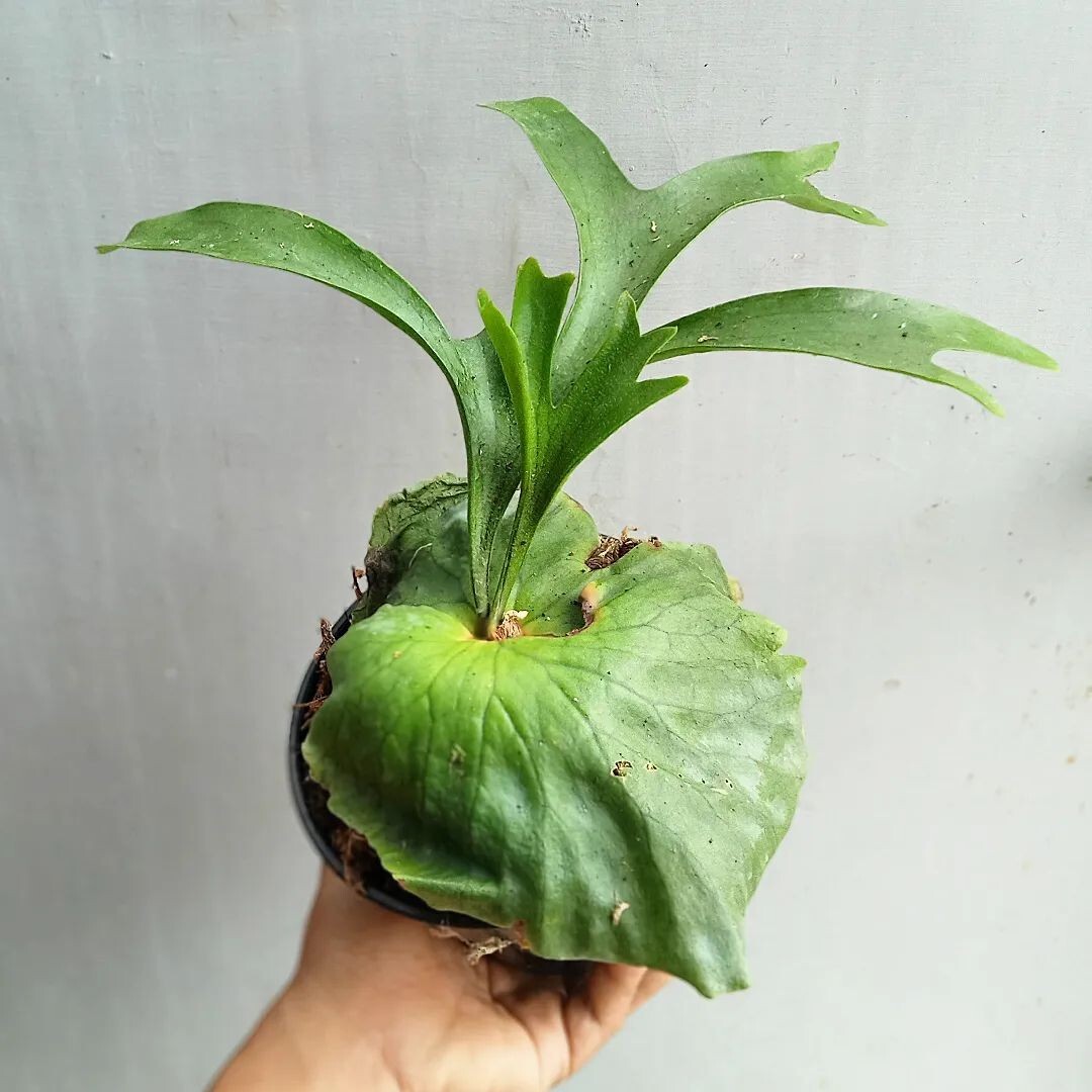 Platycerium Coronarium free Phytosanitary Cert