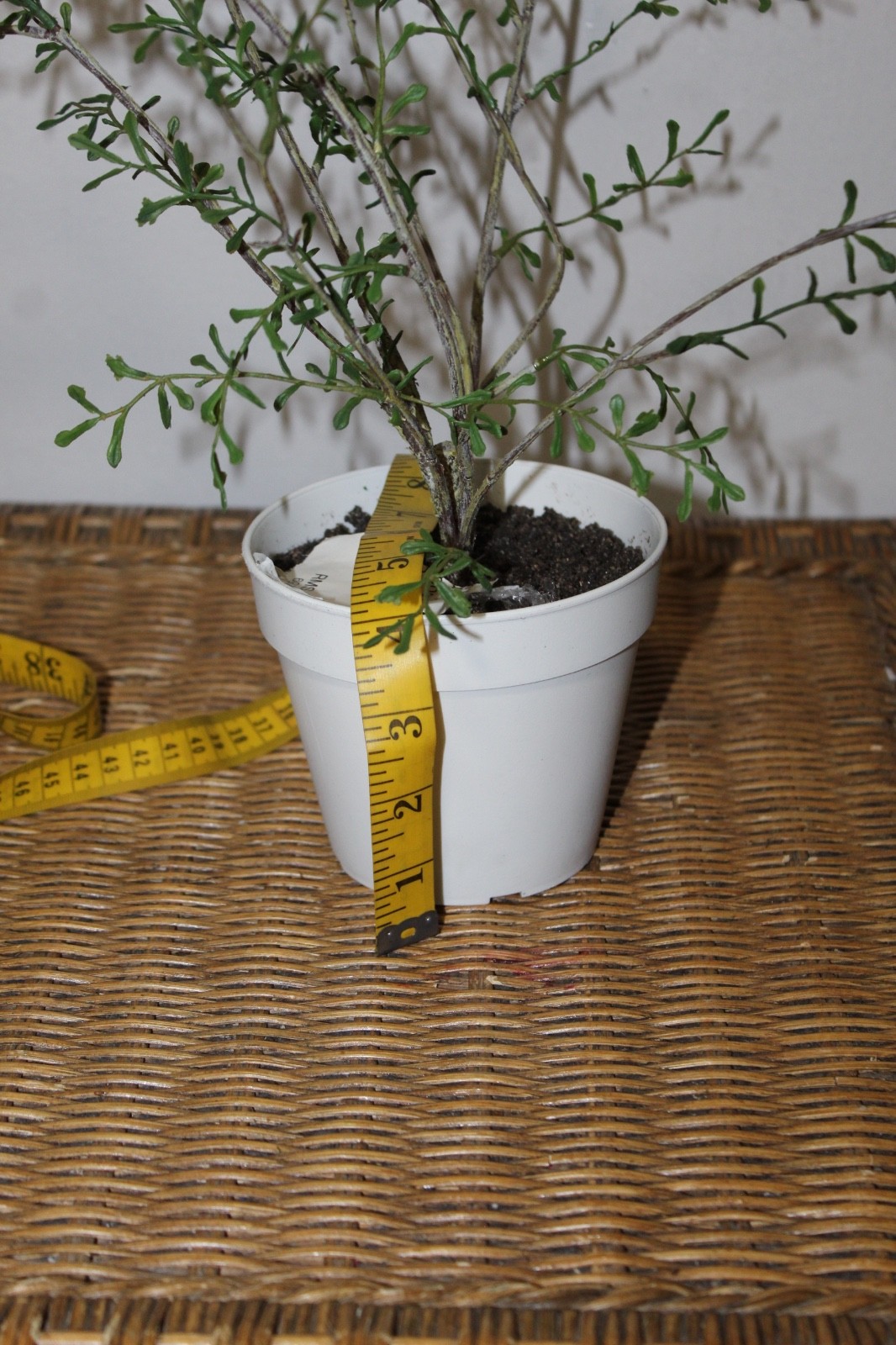 Williams Sonoma Artificial Potted Spiky Fern Plant
