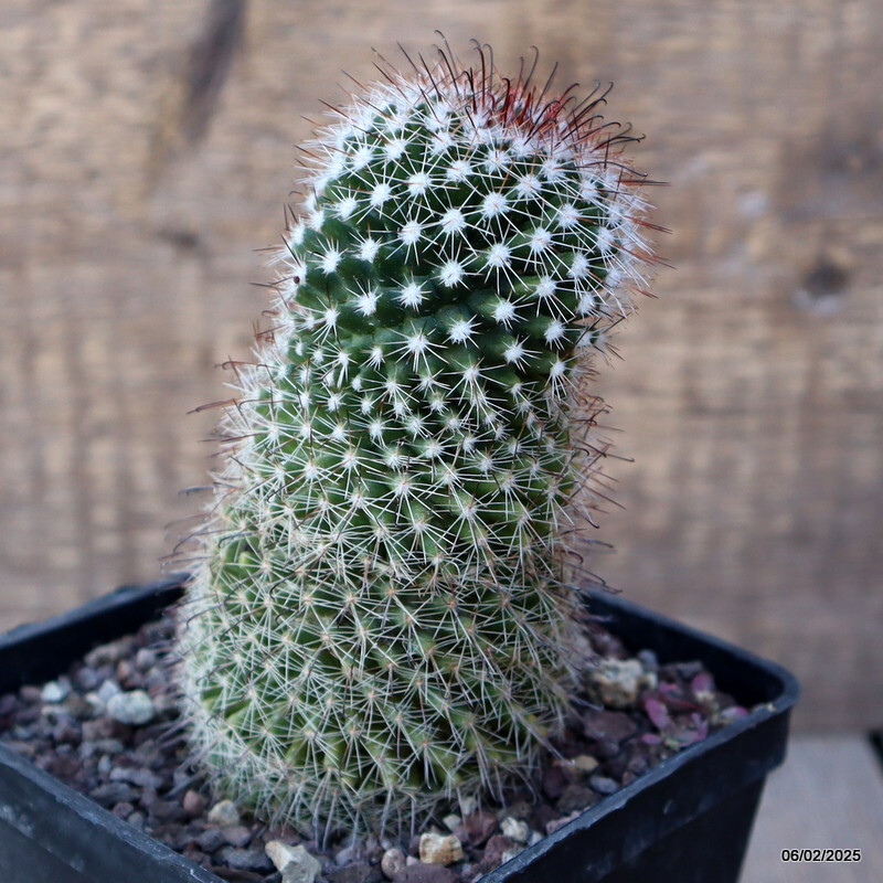 A4950 MAMMILLARIA SP. pot10-H12-W6 cm MaMa Cactus