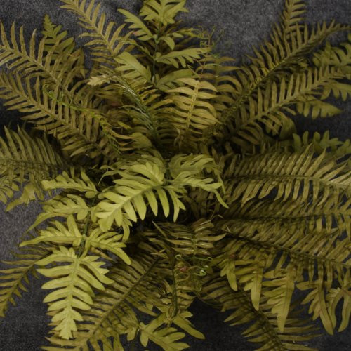 1 Piece Butterfly Boston Fern x36 Fronz 00300643