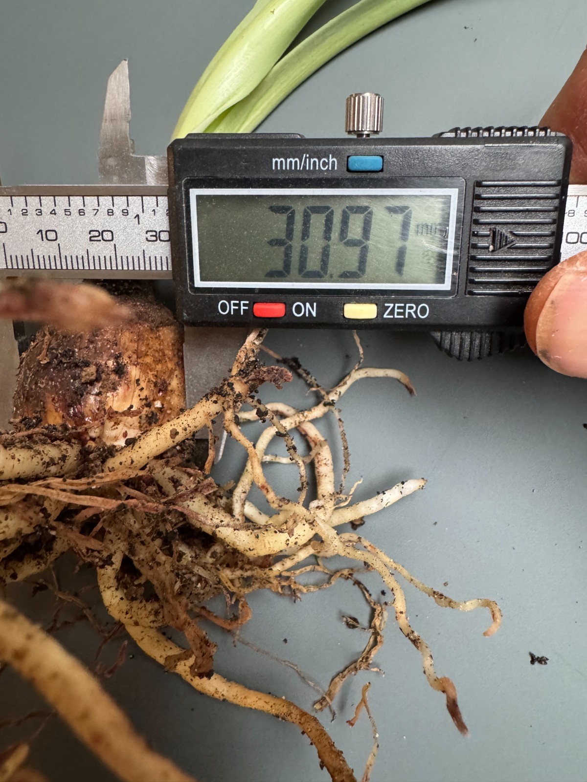 Hippeastrum machupijchense 3 cm – rare species