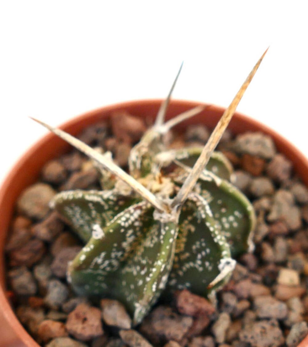 Astrophytum capricorne var. aureum x cv BUFFALO – Goat’s horn cactus | Yellow bi