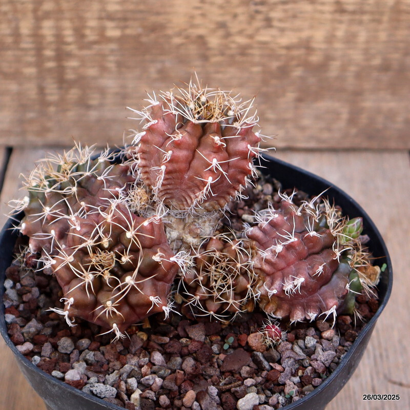 A8094 GYMNOCALYCIUM MIHANOVICHII pot14-H9-W13 cm MaMa cactus
