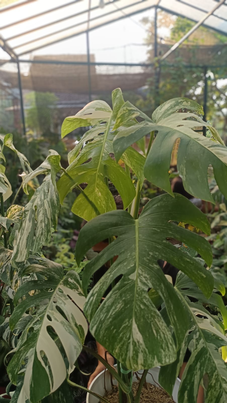 Sansevieria Silver Frost Rare Uniqe Snake Plant