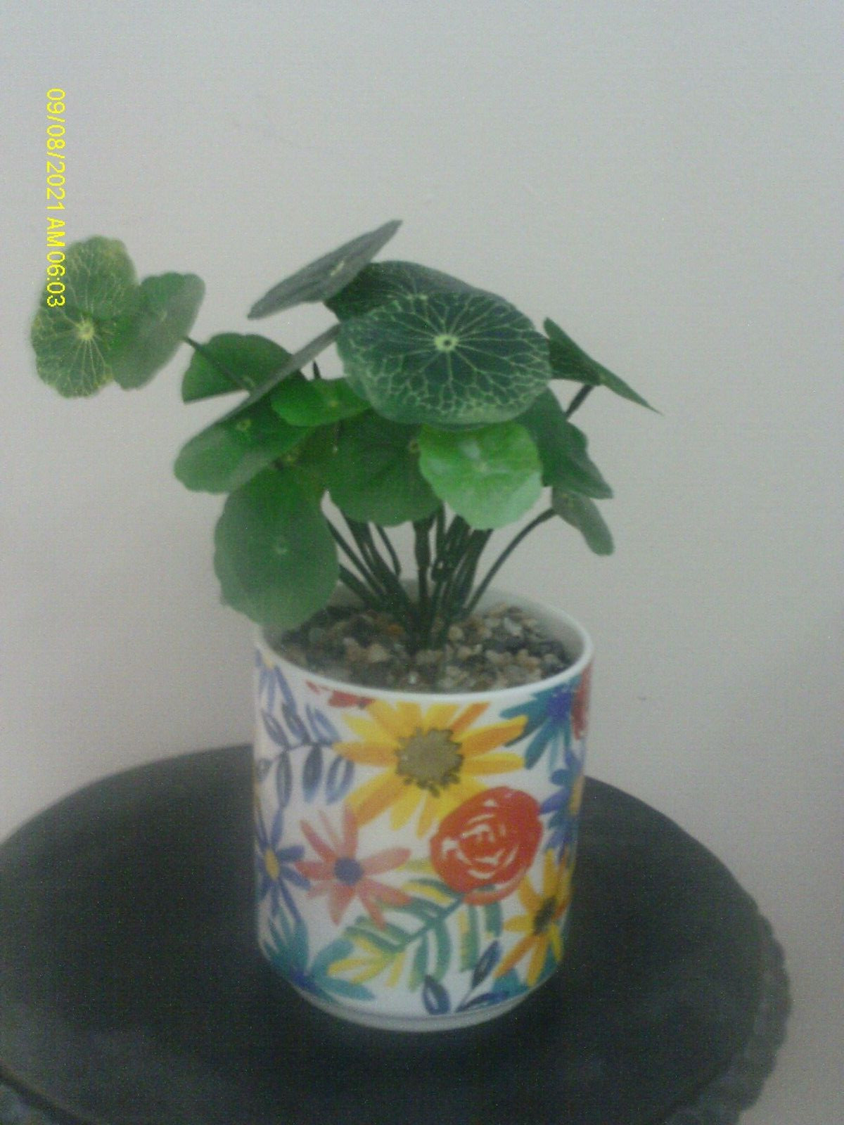 Faux Plant In Ceramic Floral Pot With Stones