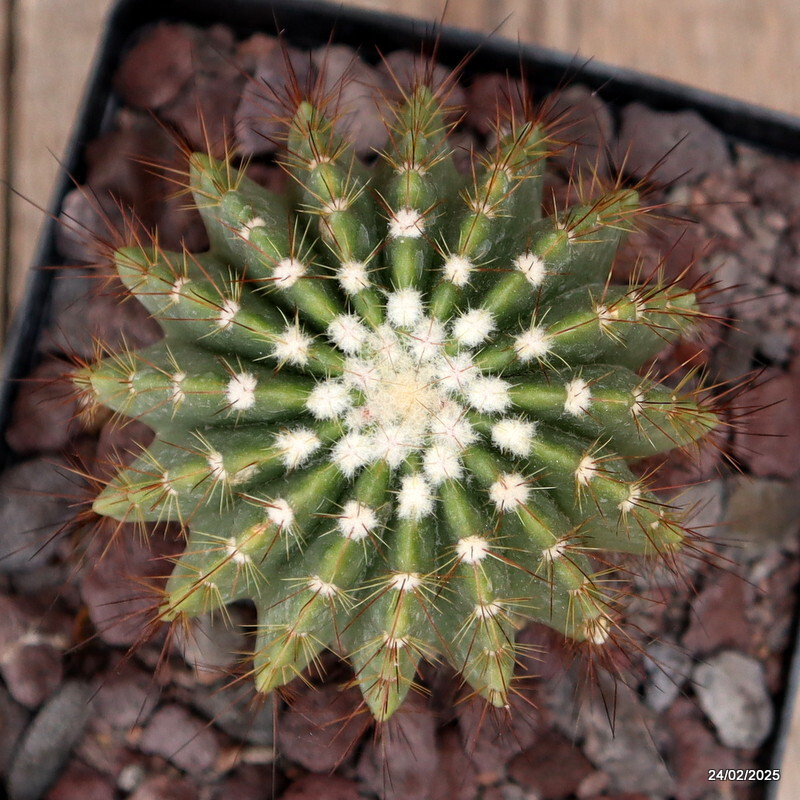 D3776 NOTOCACTUS ROSEULUTEOS pot14-H13-W9 cm MaMa cactus