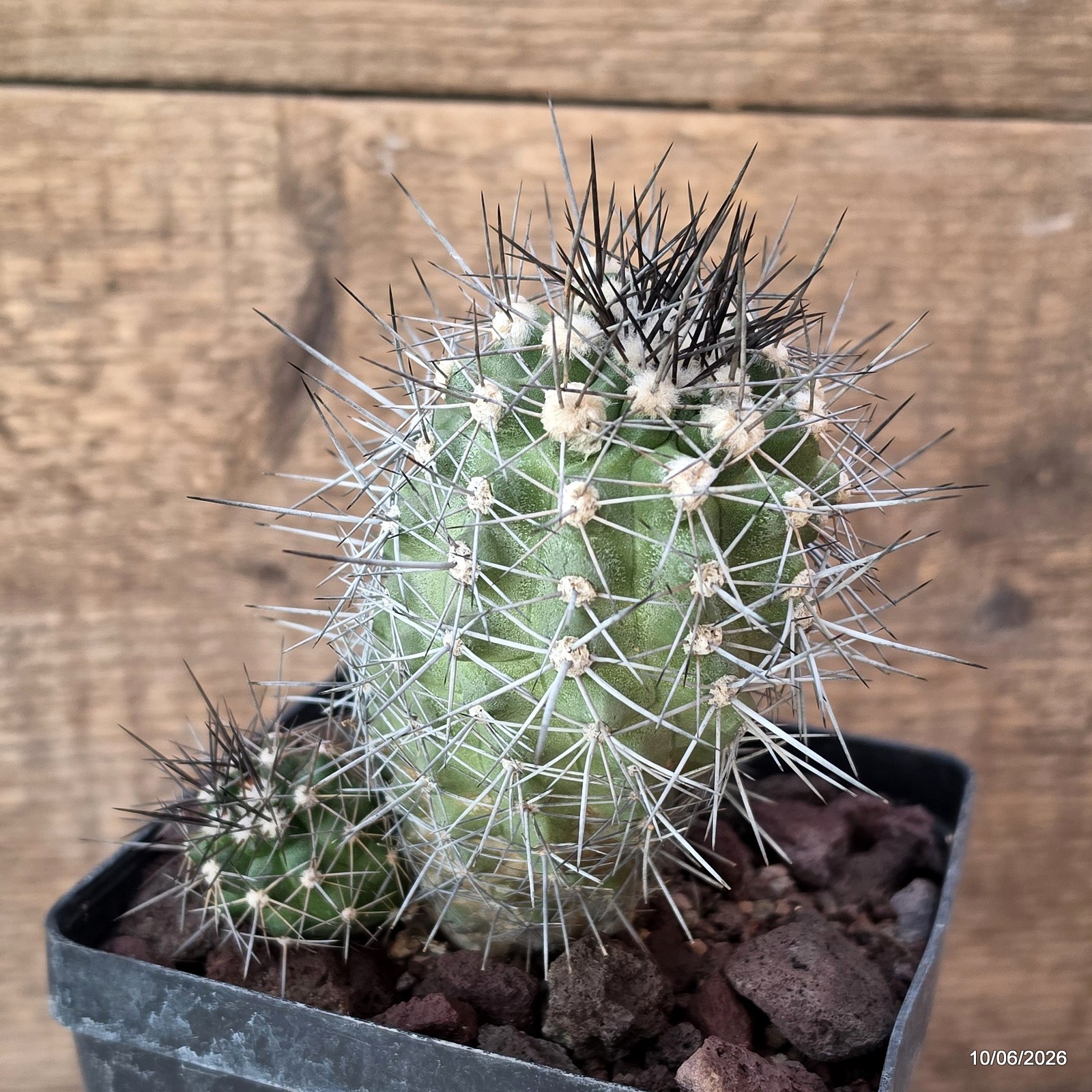 D3611 COPIAPOA HUMILIS V. LONGISPINA pot12-H12,5-W11,5 cm MaMa Cactus