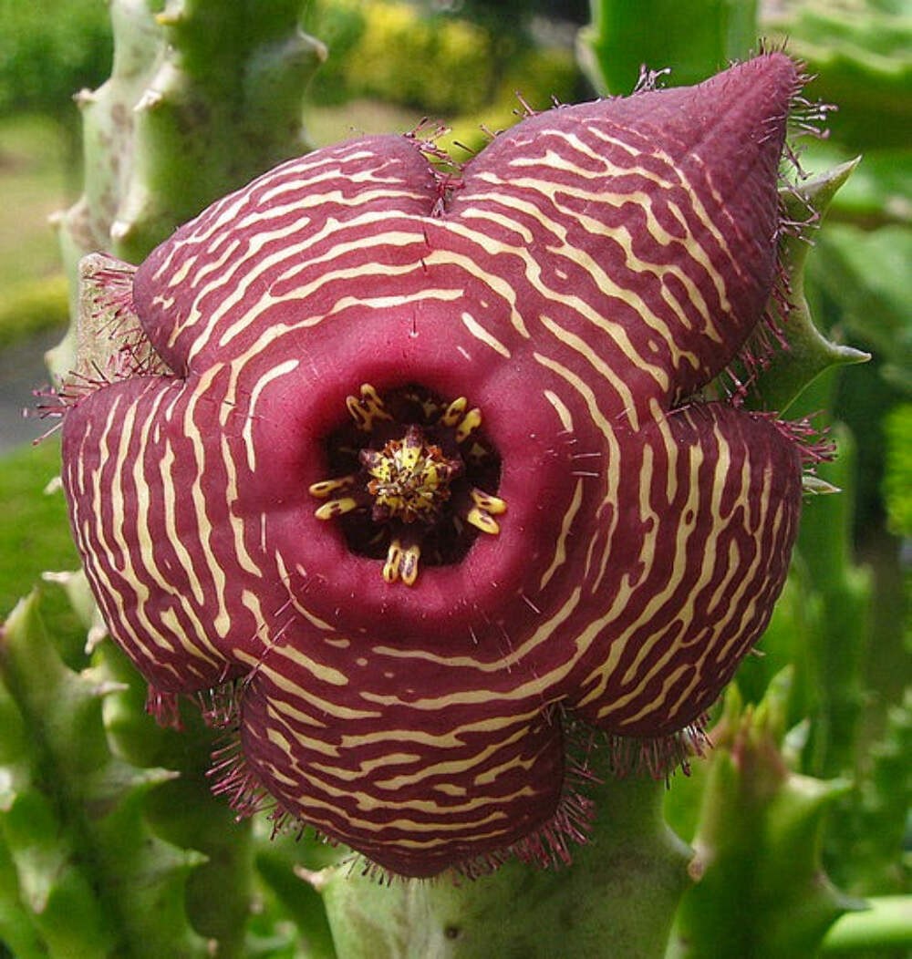Stapelia revoluta var. tigrida UNROOTED CUTTING – Starfish flower | Carrion flow