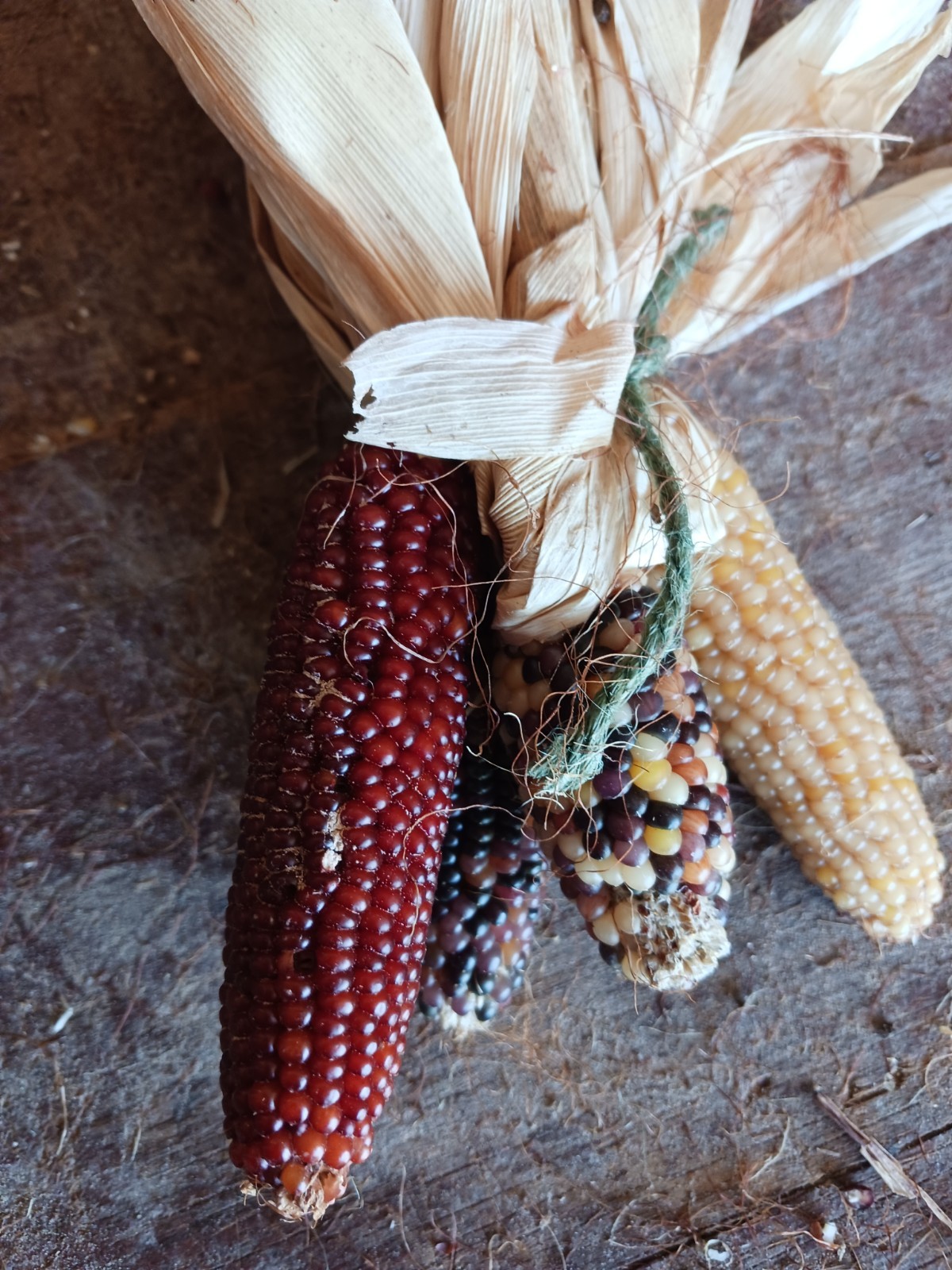 Mini Indian Corn, Approx 5″ Long – Thanksgiving, Fall, Decor, Small #21