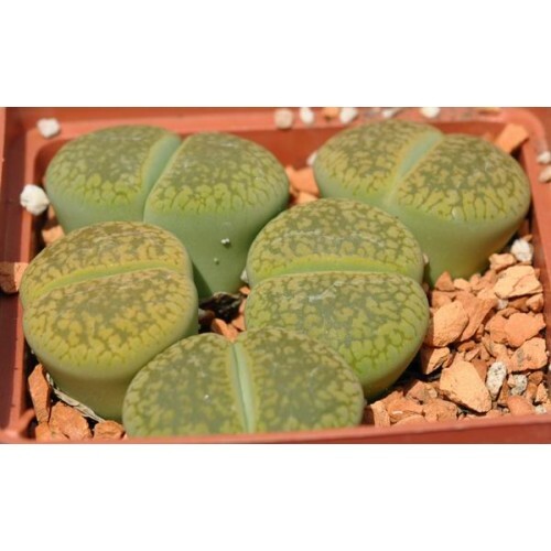 MIX LITHOPS SEEDS 100 PCS 2020 harvest /approximately 20 species/