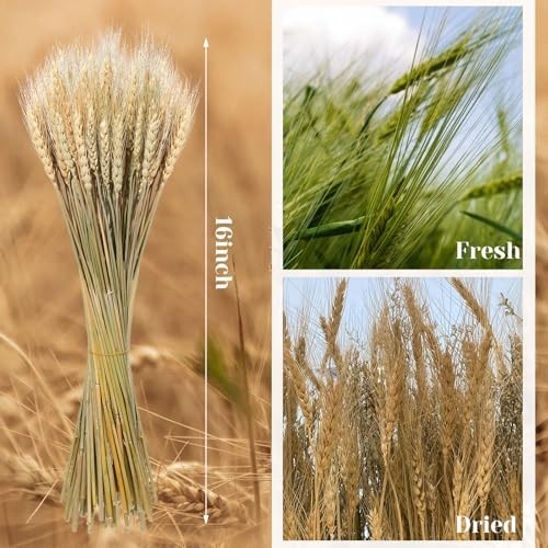 Dried Wheat Stalks Bundle – 1600 Stems Natural Decor for DIY Weddings, Home Cent