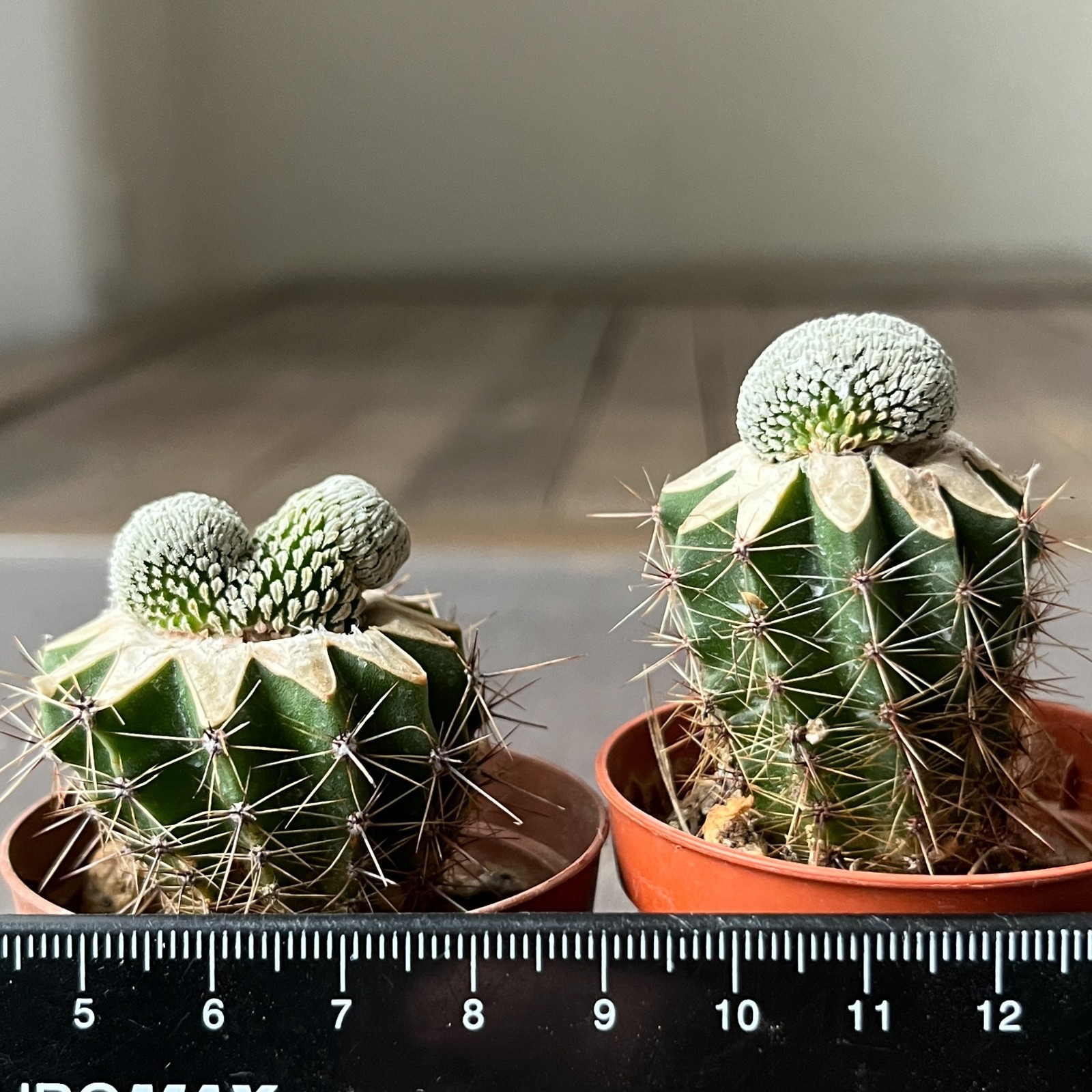 A14-4289 Mammillaria aselliformis f. cristata 2 pieces (Grafted)