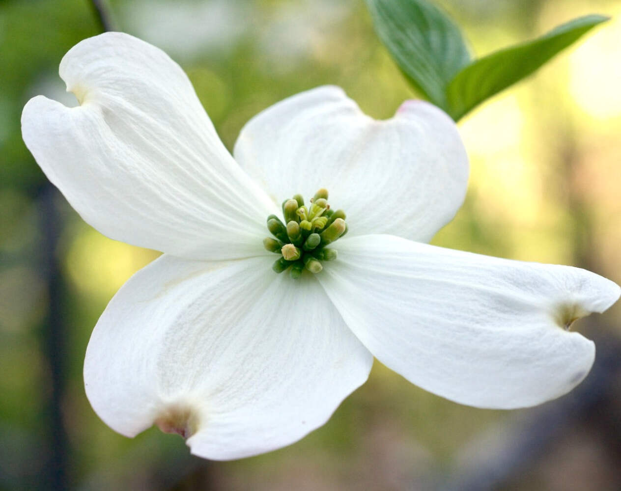 Cornus florida – Flowering Dogwood