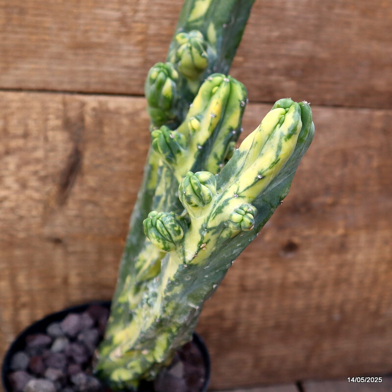 D4120 MYRTILLOCACTUS GEOMETRIZANS VARIEGATED pot12-H31-W14 cm MaMa Cactus