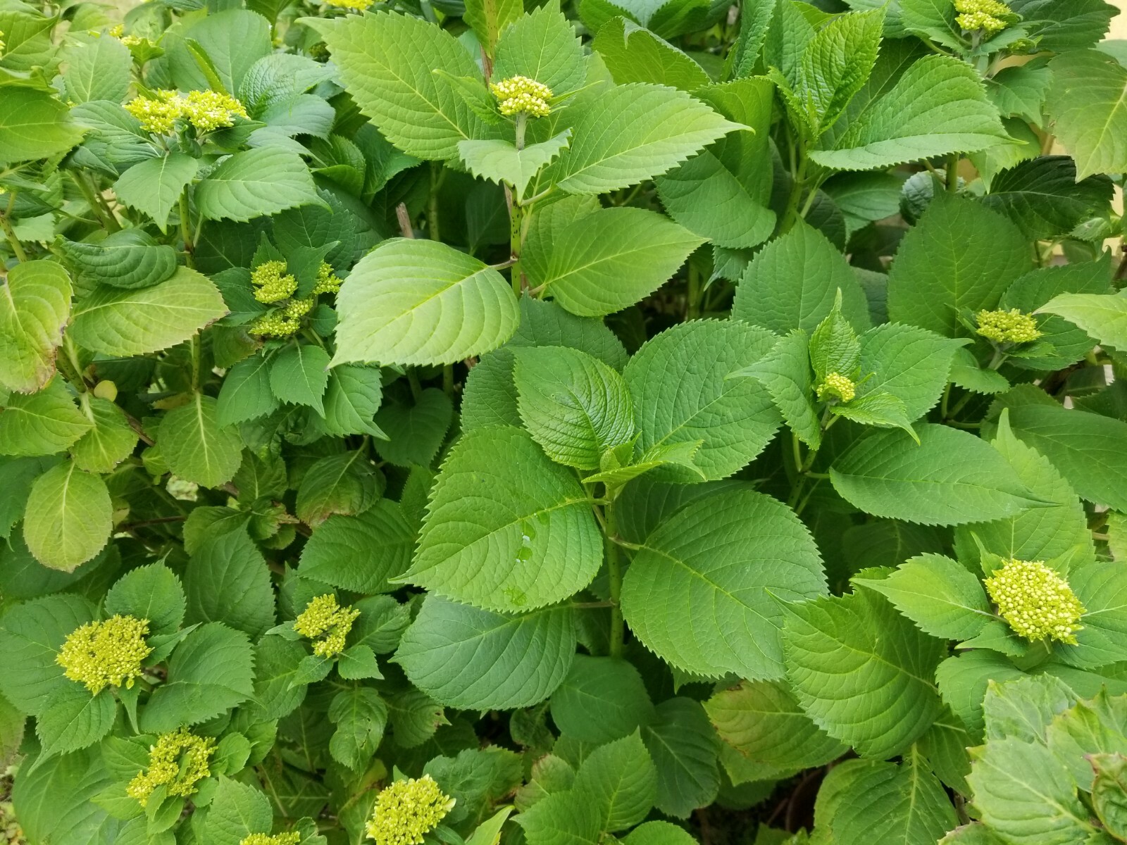 Hydrangeas cuttings, may have green buds (Buy 6 get 6 free) TOTAL 12 CUTTINGS