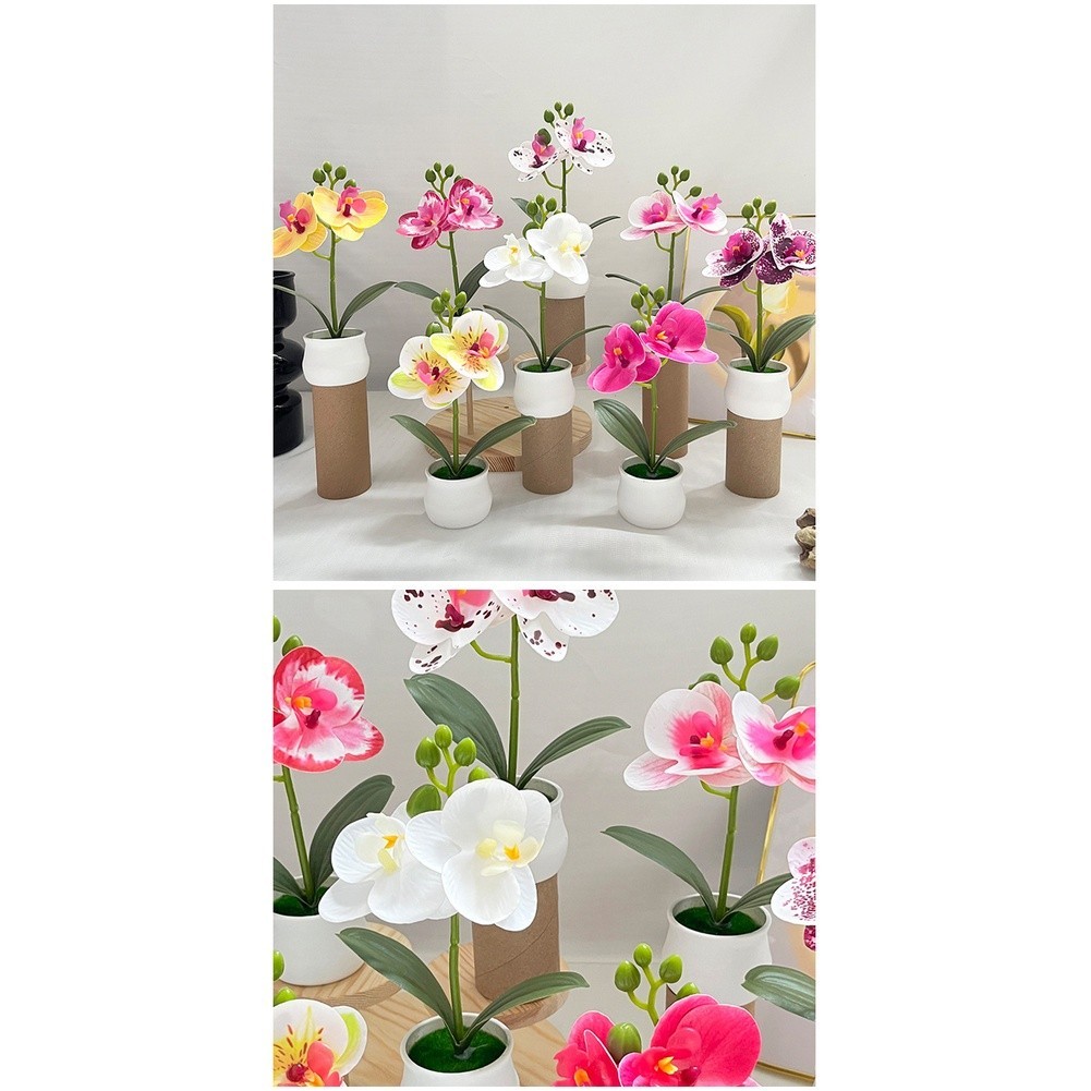 Phalaenopsis Orchid Potted Plant 11x11x18cm Plastic for For MINI Indoor Display