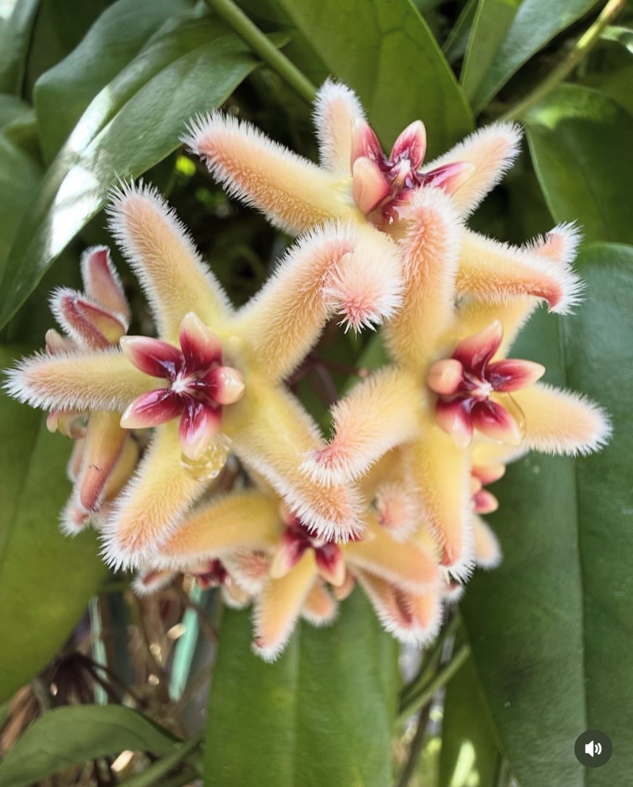 Hoya Buotii Rare Plant