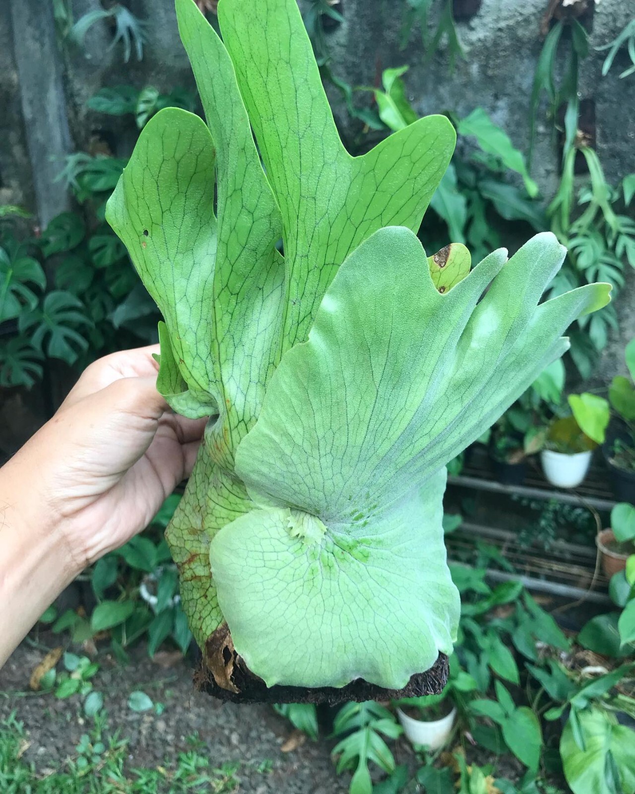Platycerium Wandae papua sp + Phytosanitary Cert