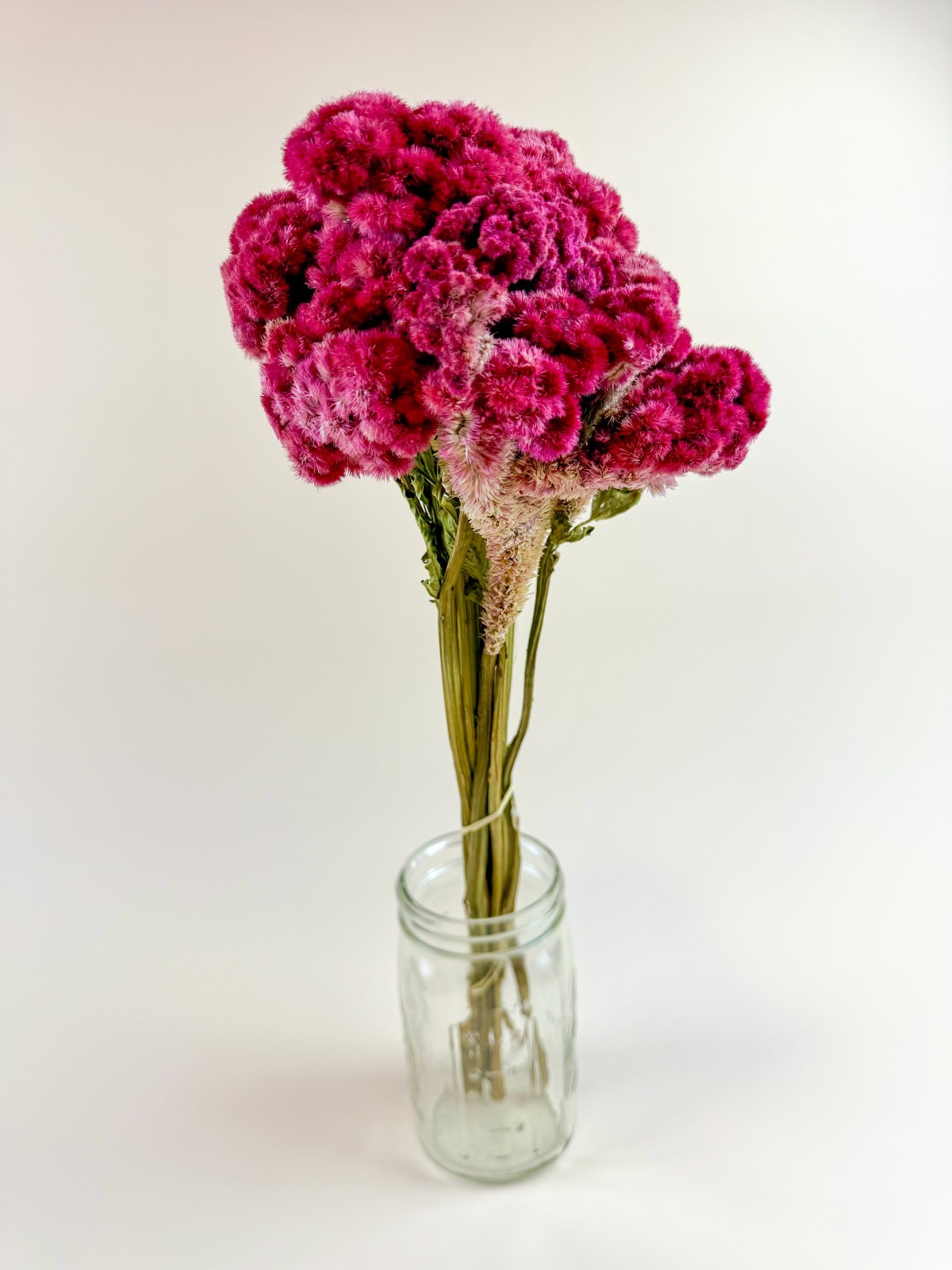 Coxcomb (Celosia) – Magenta Collection Dried Flowers