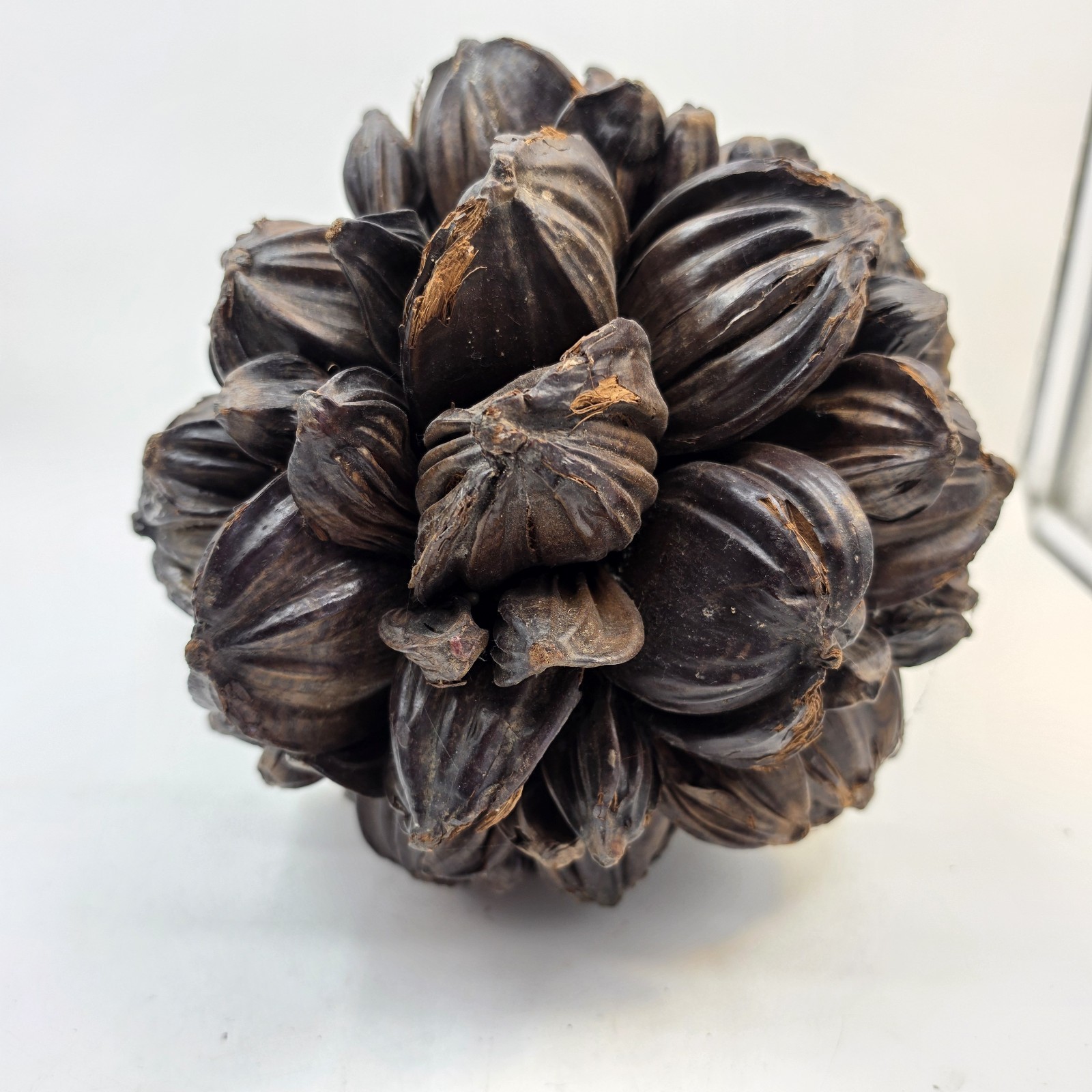 Vietnamese Water Coconut Nipa Palm Fruit Cluster Seed Pod Nypa Fruticans HTF US