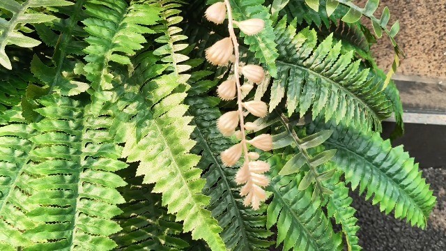 Artificial Boston Ferns 48 Inch 88 Fronds UV Resistant Outdoor Faux Plants 2