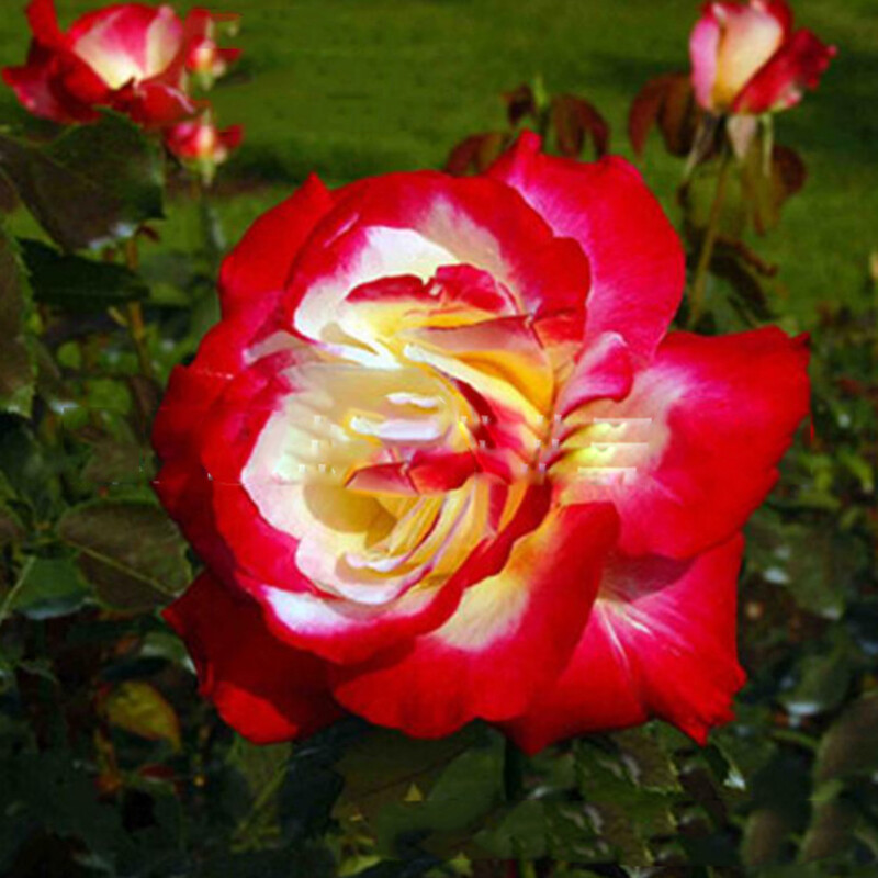 100 Mixed Color Rose Seeds for Garden Planting Varieties of Bush Perennial