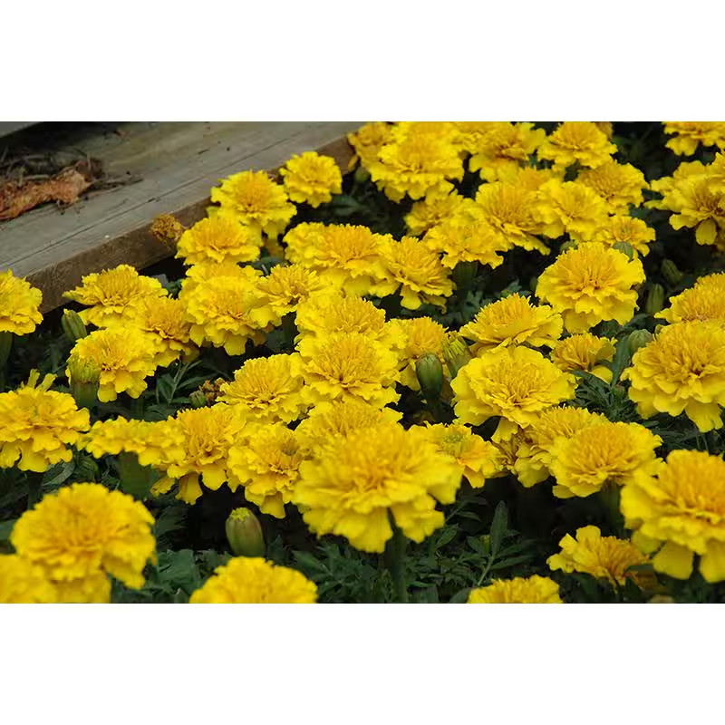 7.5 In. Pot Classic Sq Marigold African Plant (1-Plant)