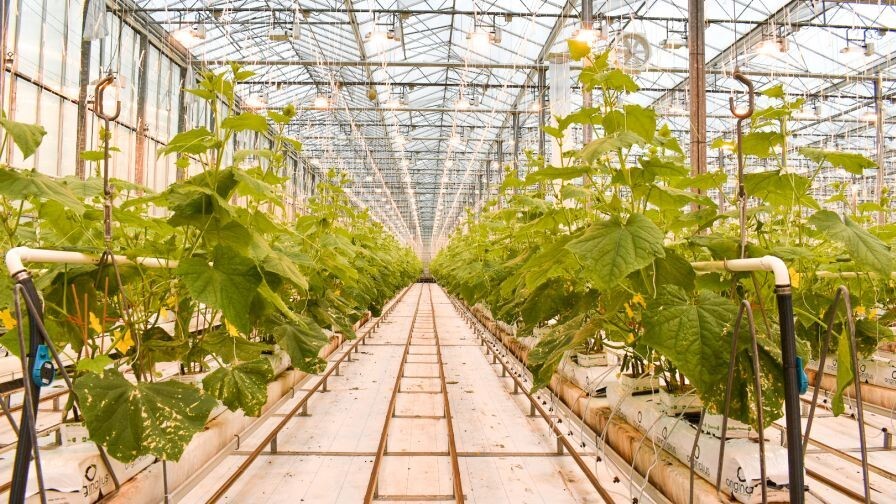 2.. 500 Total Feet Wire Green 26 Gauge Garden Tomato Green Bean Support Plants