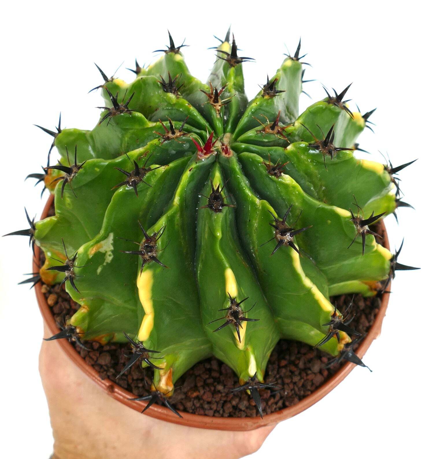 Ferocactus horridus var. brevispinus VARIEGATED BK9 –