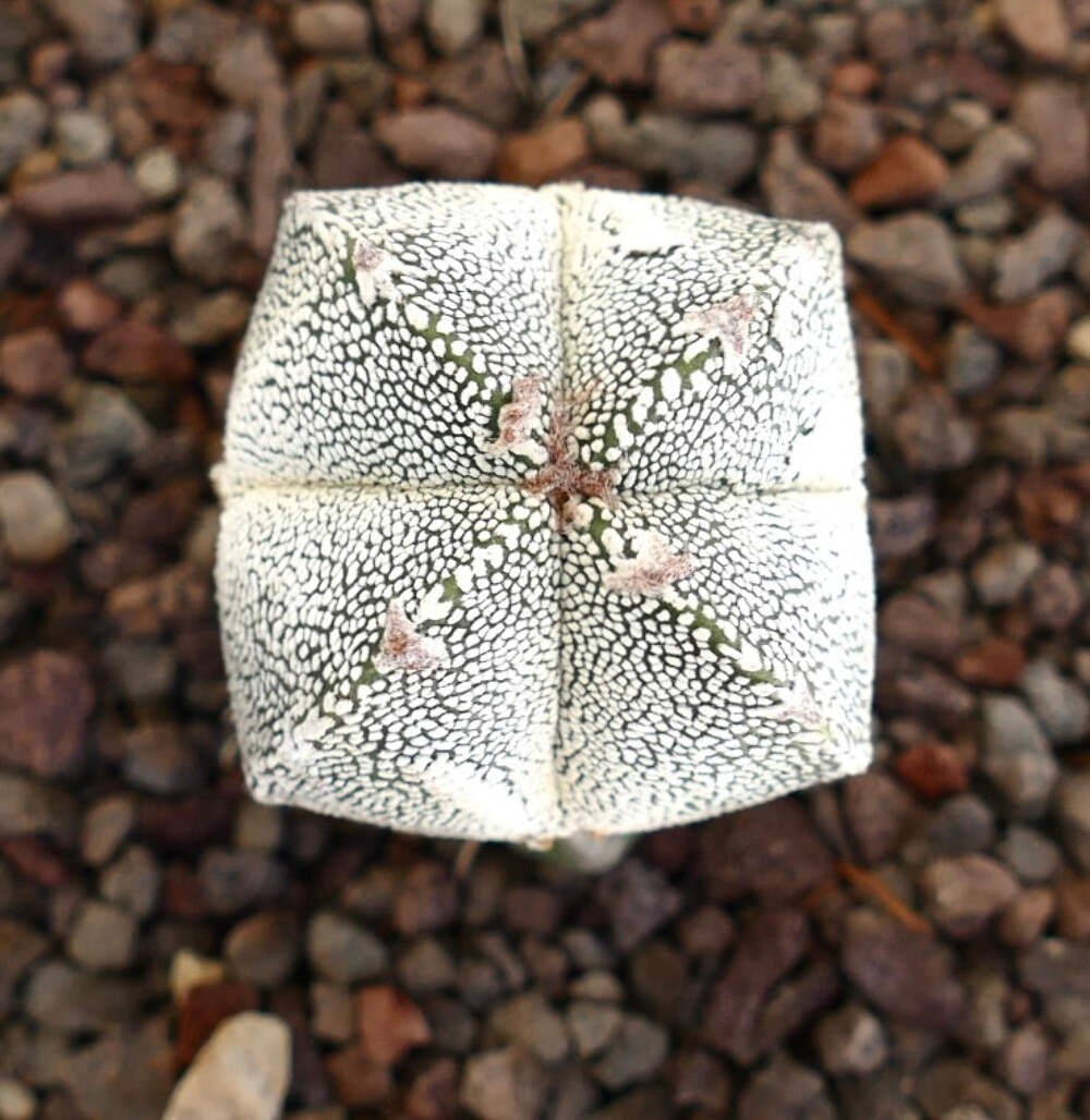 Astrophytum cv ONZUKA x HAKUUN (grafted) HA029 – Bishop’s cap | Star cactus