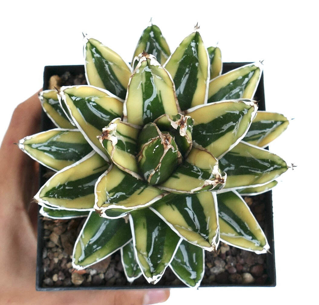 Agave victoriae-reginae cv KIZAN –