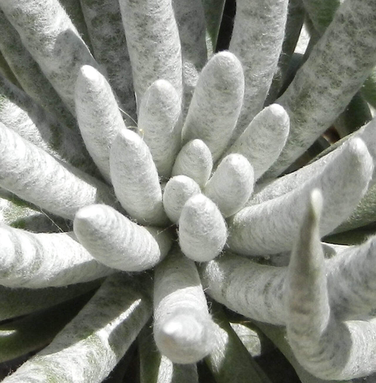 Senecio scaposus – Silver Senecio | Woolly Senecio