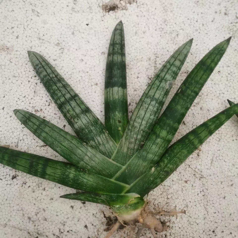 Sansevieria Cylindrica Boncel (Starfish Sansevieria) Snake Plant Mini Sta US