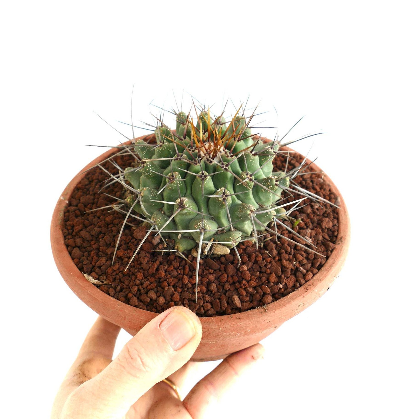 Thelocactus rinconensis SELECTED SPECIMEN – Rincon cactus | Thelocactus