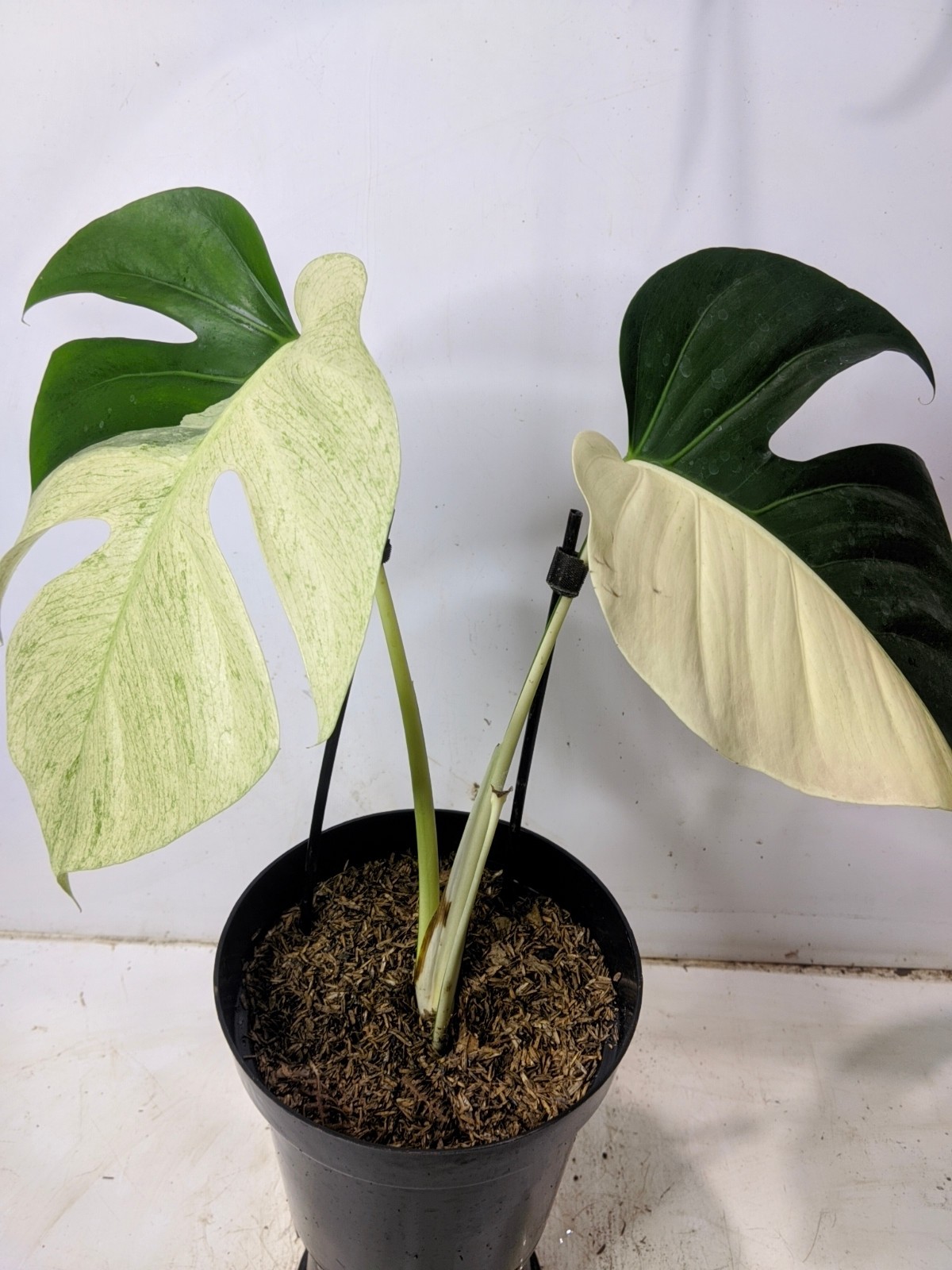 Monstera Jungle Mint Halfmoon Variegated Real Picture