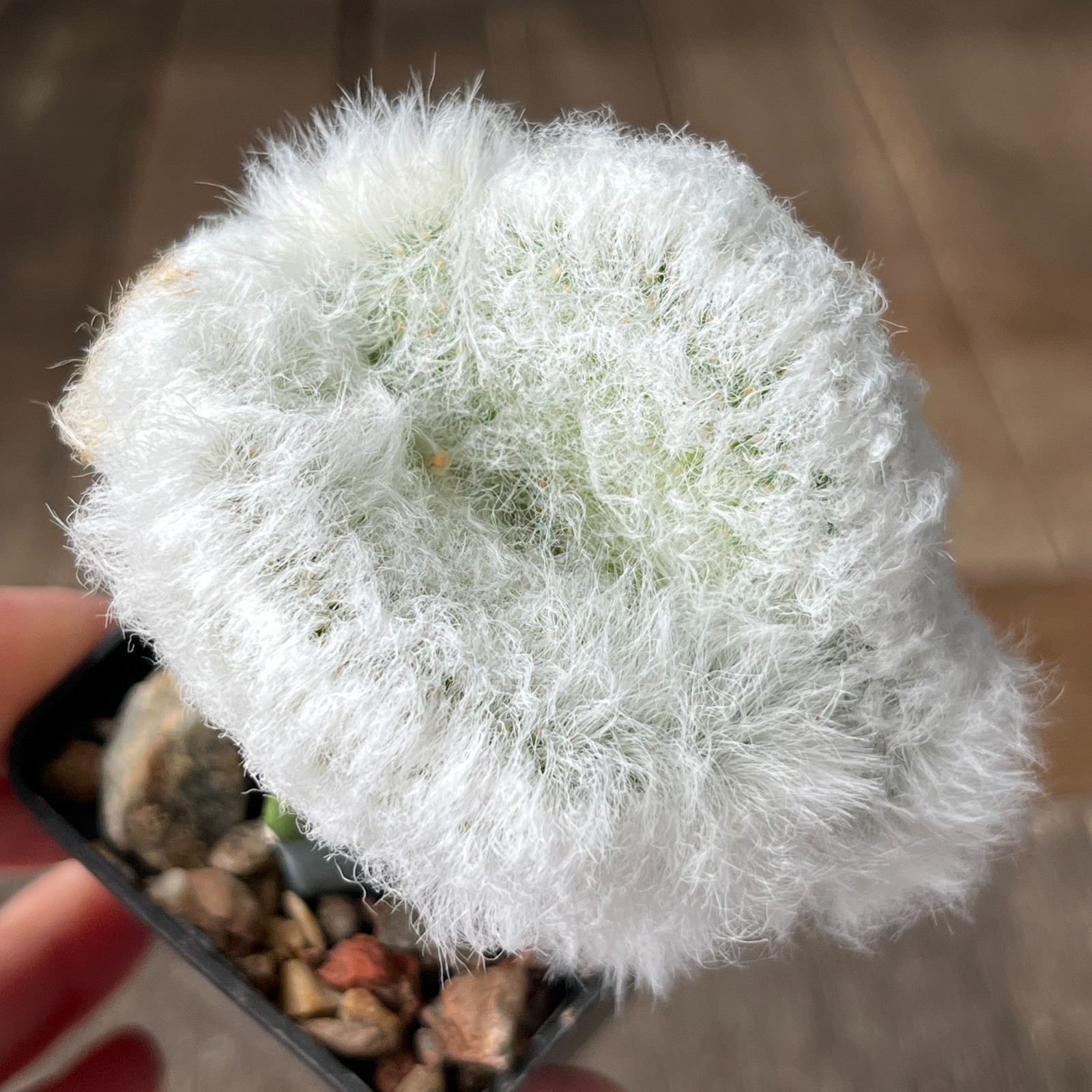 A30-1129 Echinocereus viridiflorus f. juvenalis-cristata, grafted