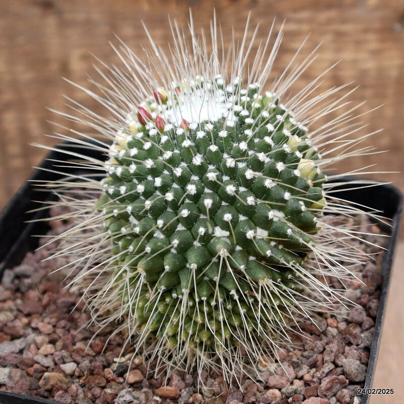 D526 MAMMILLARIA SPINOSISSIMA UNPICO VARIEGATED pot12-H9-W7 cm MaMa Cactus