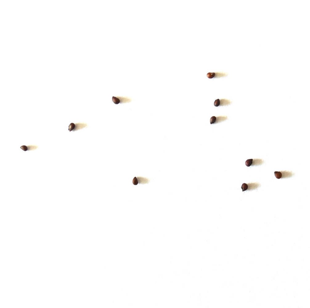 Mammillaria casoi SEEDS – Rare Cactus SEEDS