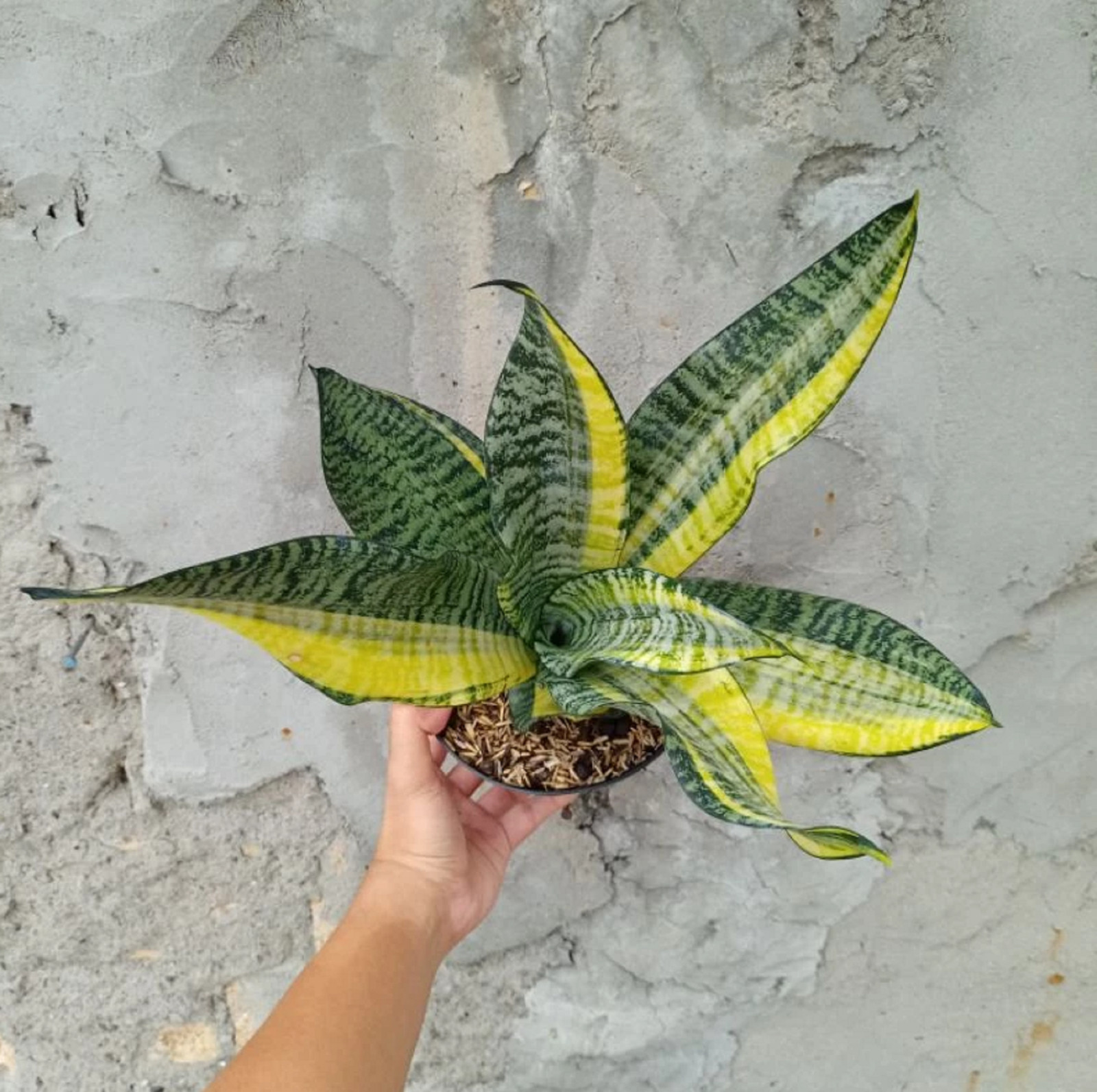 Sansevieria Futura America Variegated Big Size Rare Unique Snake Plant