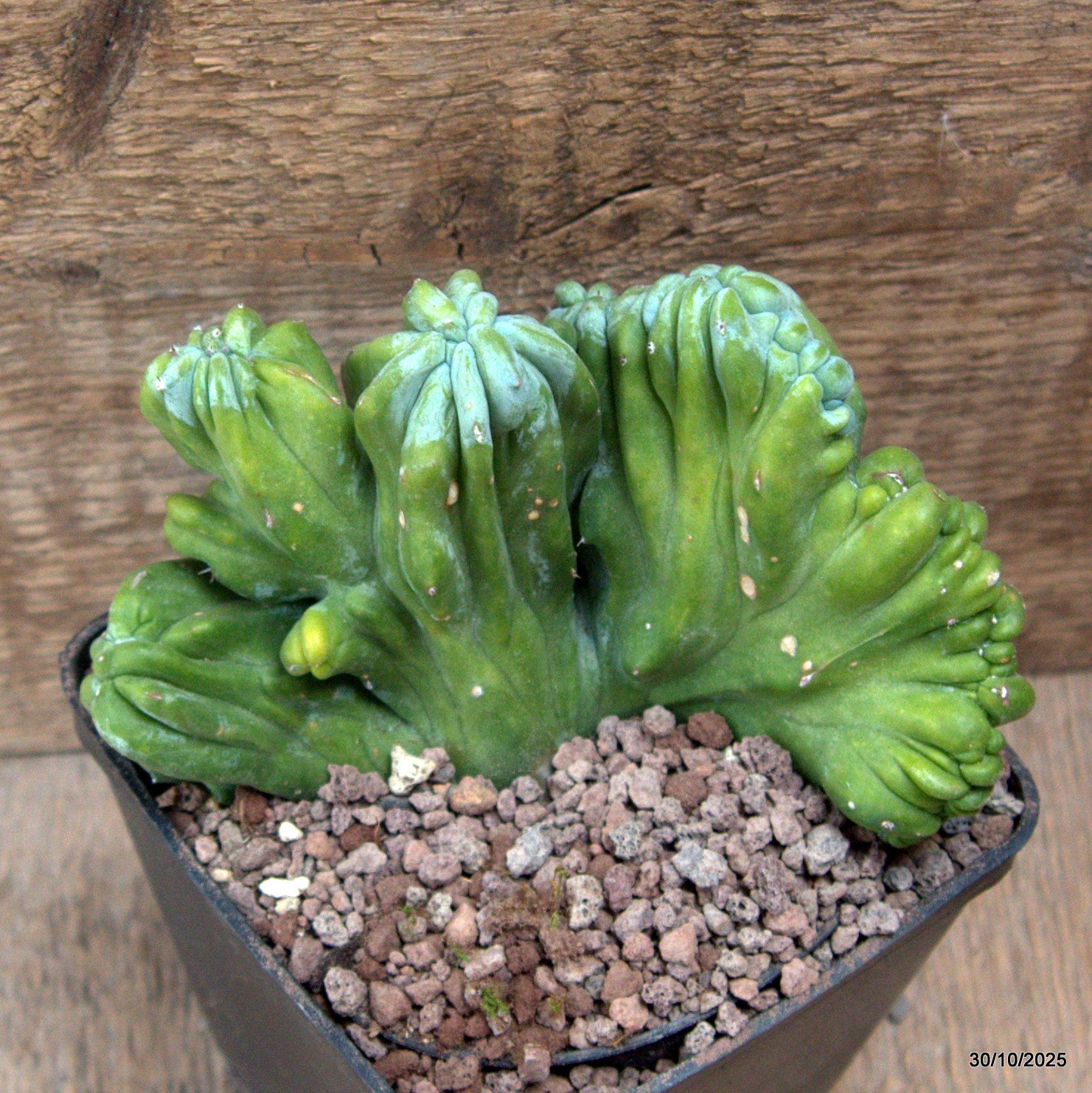 D7226 MYRTILLOCACTUS GEOMETRIZANS CRESTED pot10-H10-W13 cm MaMa Cactus