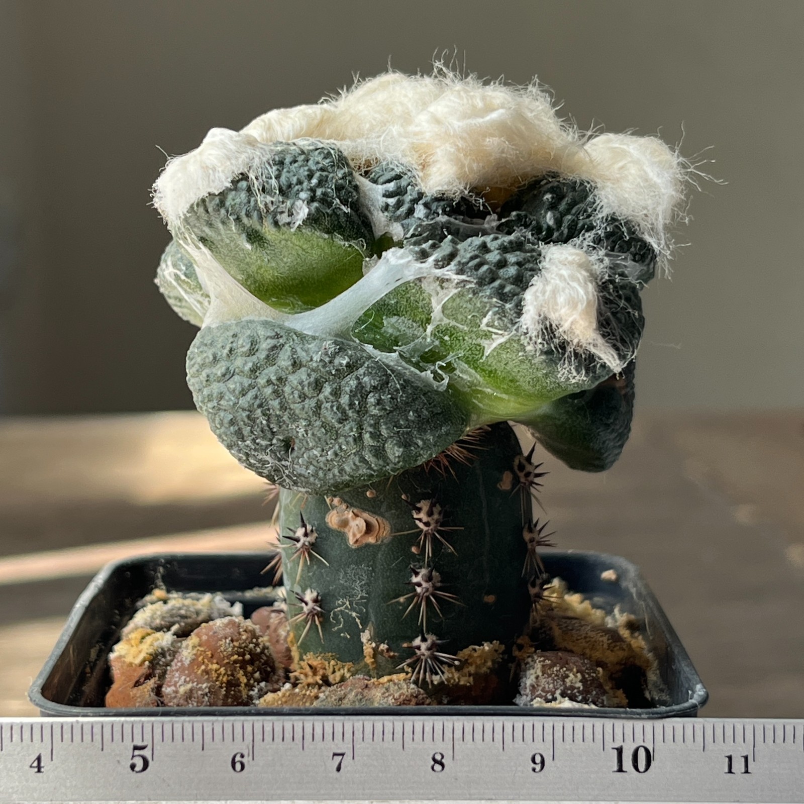 A53-1061 Cactus lloydii cv. Ball shape, grafted