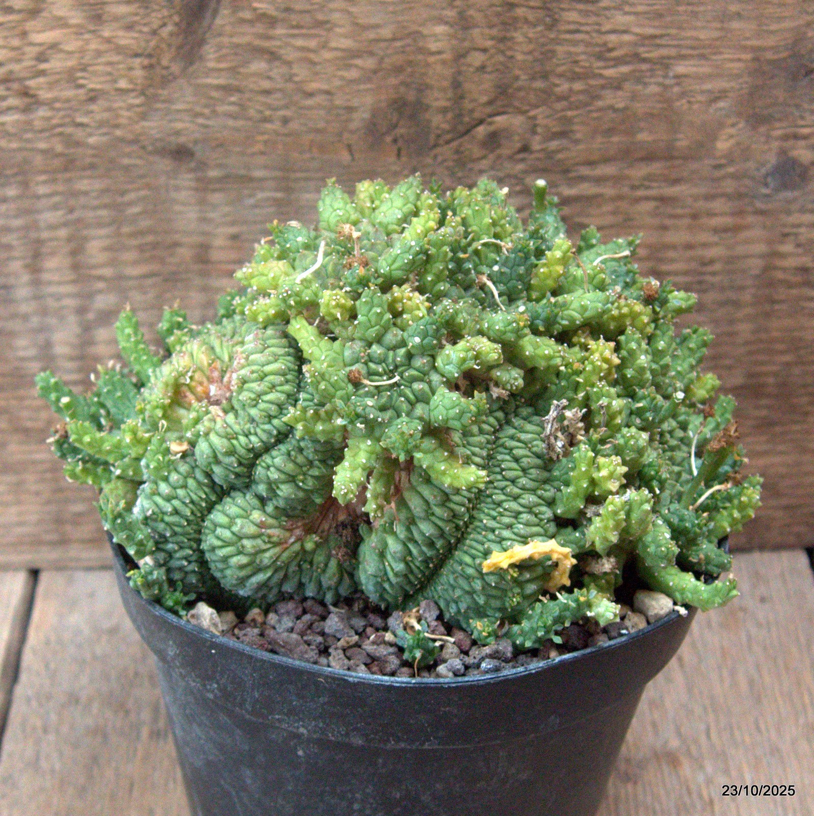 D7145 EUPHORBIA GORGONIS CRESTED pot14-H11-W17 cm MaMa Cactus