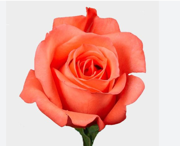 Wholesale Movie Star Coral Roses 100 stems Fresh Premium Roses