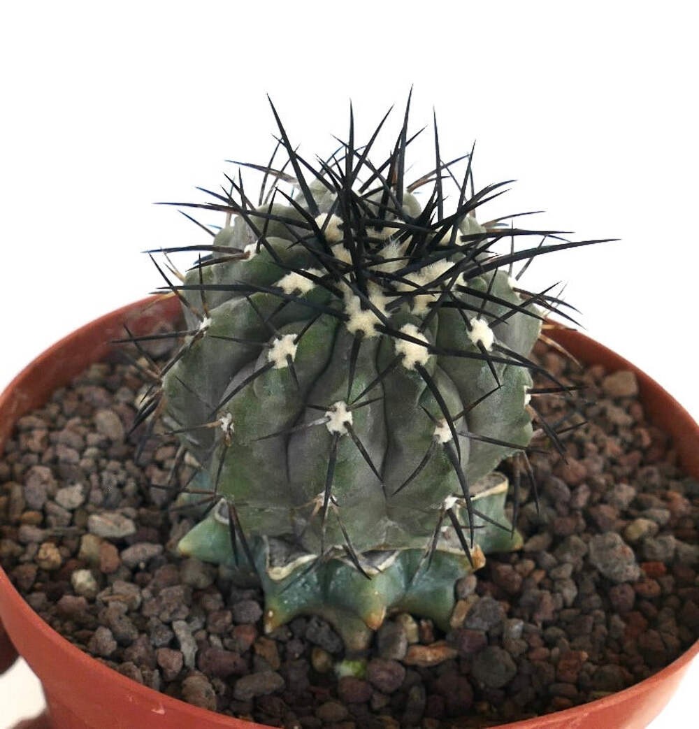 Copiapoa cinerea GRAFTED GRAY BODY & BLACK SPINES – Copiapoa cactus | Gray copia