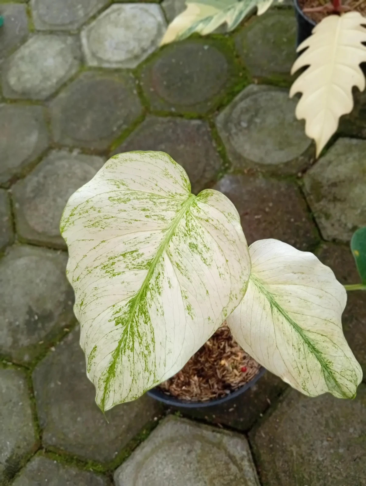 Real Picture Monstera Devil Monster Variegated 2 Leaves