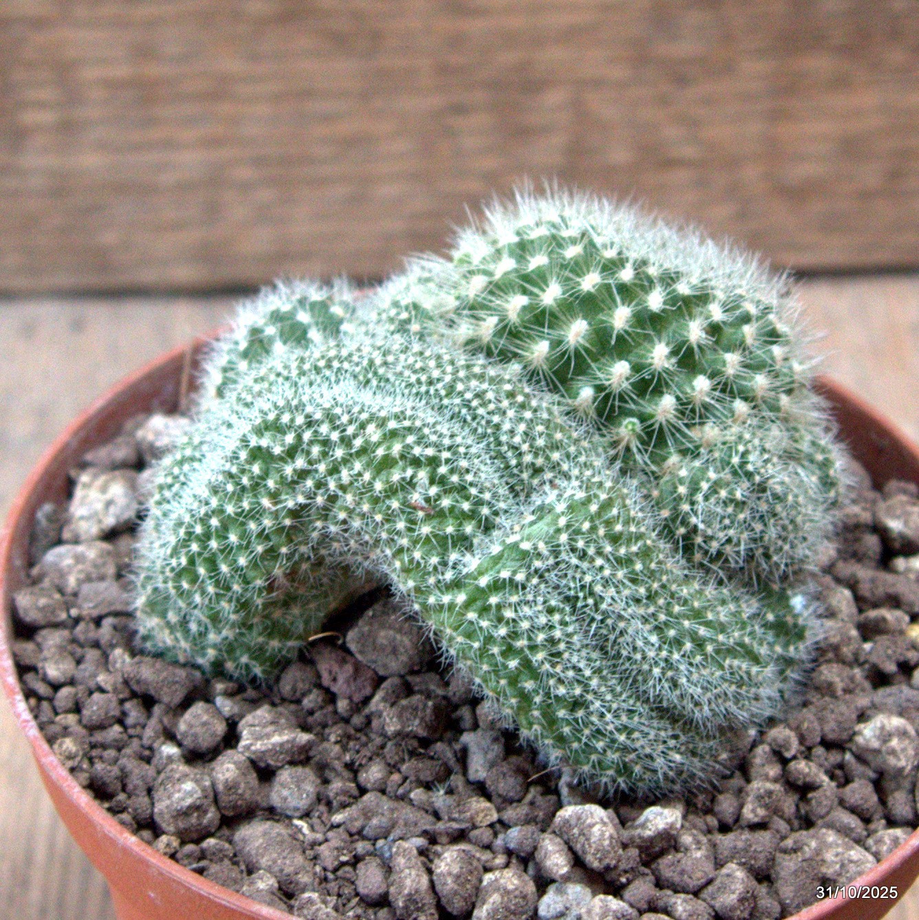 D7275 REBUTIA MUSCOLA CRESTED pot10-H6-W7 cm MaMa Cactus