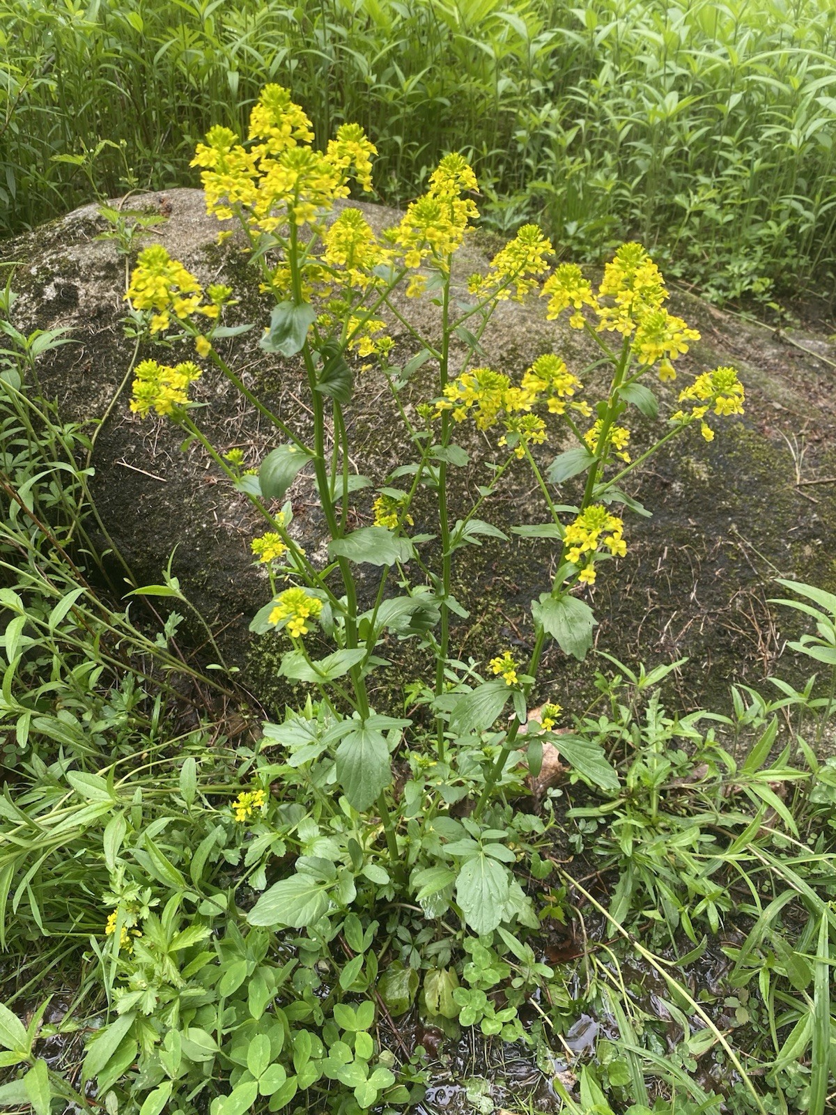 Native Maine Yellow Rocket Cress