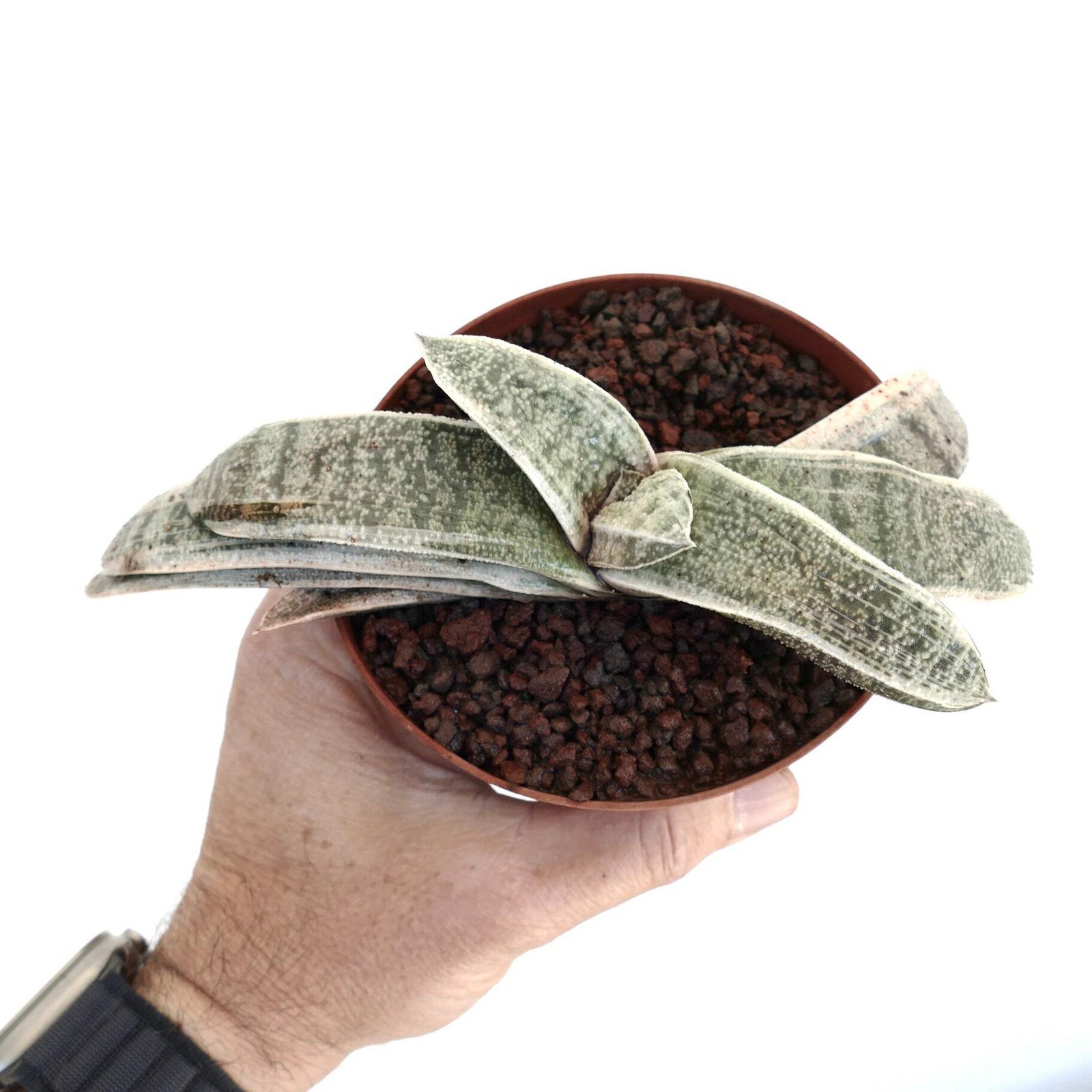 Gasteria batesiana WHITE VARIEGATED cv. ‘Carrara Marble’ – Bates’ gasteria | Whi
