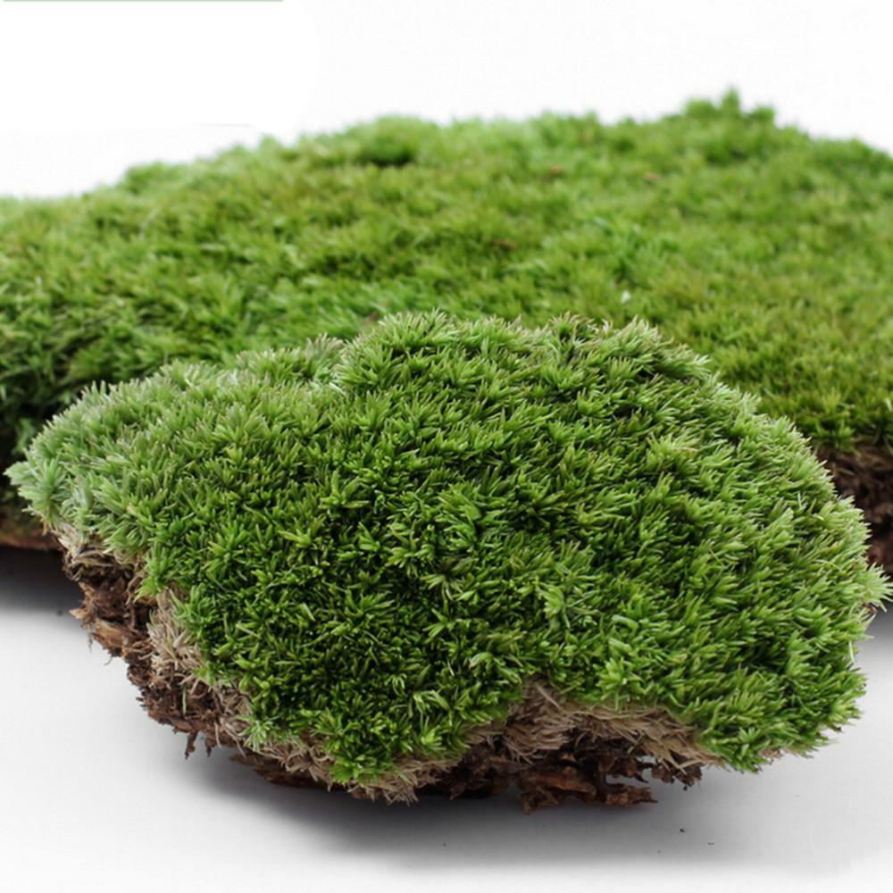 Preserved Stabilized Pole Moss Pillow Moss Bun Moss Cushion Moss Natural 20g